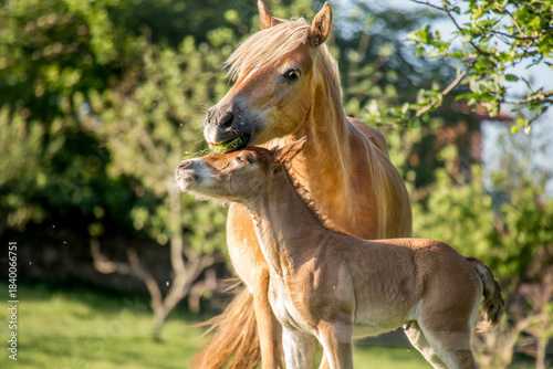 Fényképezés Mare teaching foal grazing on green grass