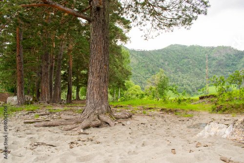 Pine trees growing on sandy beach with exposed roots, green meadow and forested mountains in the distance
