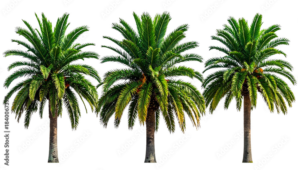 Obraz premium An image of tropical palm trees against a white background