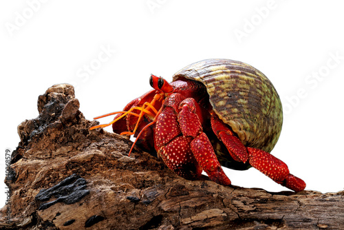 Bilde på lerret Strawberry Hermit Crab (Coenobita perlatus) endemic to Indonesia, This species is the most beautiful Hermit Crab in the world
