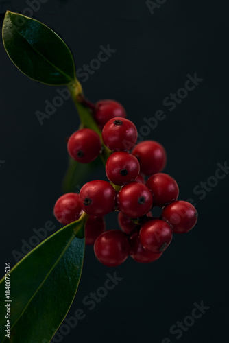 Closeup shot of branches of decorative shrub with red berries on black background