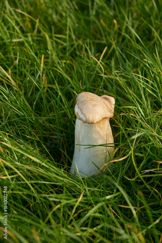 Closeup shot of a one  king trumpet mushrooml in green grass