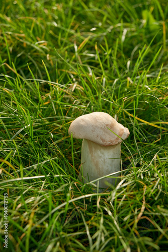Closeup shot of a one  king trumpet mushrooml in green grass