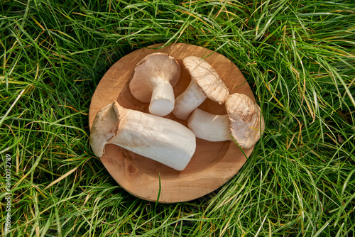 Closeup shot of a fresh king trumpet mushrooms lying in a wooden  on green grass