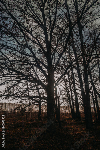 Oak grove on a cloudy day