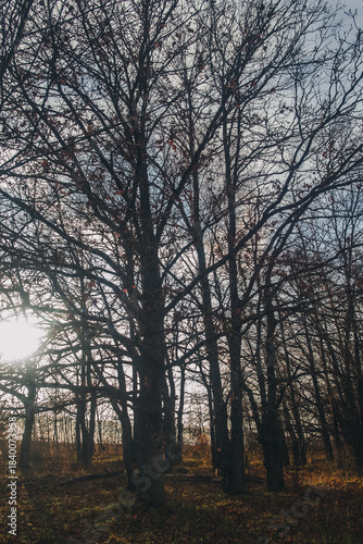 Oak grove on a cloudy day