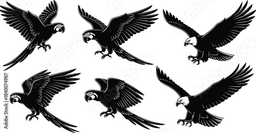 Dynamic eagle and parrot attack pose silhouette vector illustration featuring aggressive flying birds, wildlife artwork, detailed wings, and dramatic predatory bird movement for graphic design