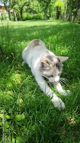 white domestic cat playing with a mouse at backyard lawn during sunny summer day in slow motion