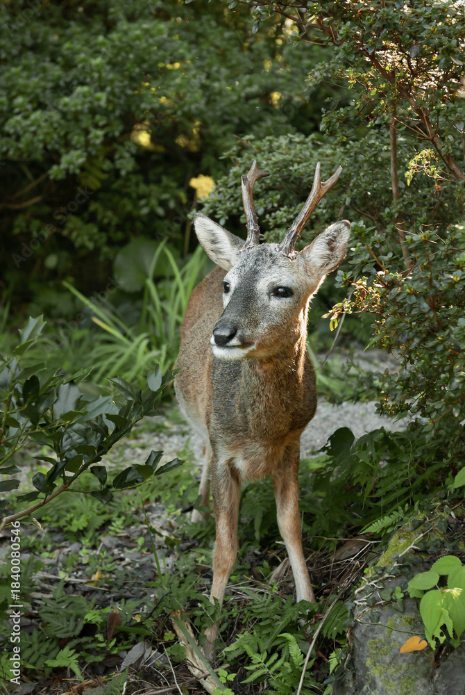 Fototapeta premium 수컷 노루