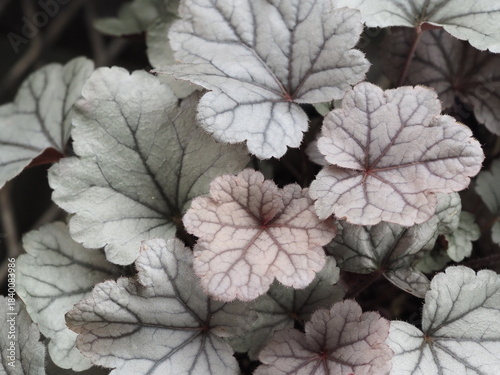 ヒューケラ　ドルチェ シルバーガムドロップ