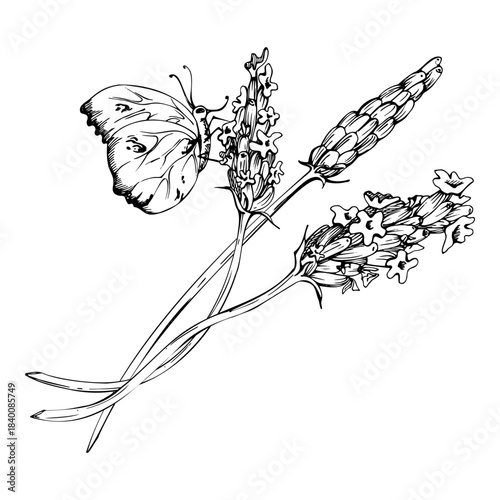 Butterfly on stalks of lavender lavandula flower sprigs stems. Isolated botanical illustration sketch hand drawn in vector ink. Organic product label, Provence stationery element, wildflower branding