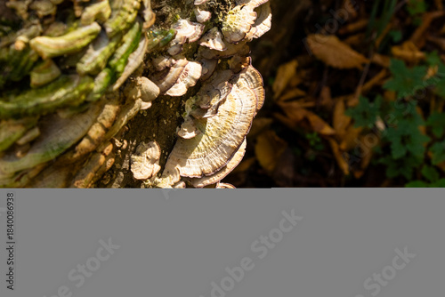 bracket fungus or shelf mushroom