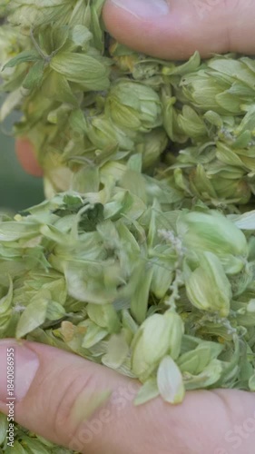 Hop cones feature pointed green petals, essential for beer production, adding bitterness and flavor. Hand grasps these aromatic ingredients, set against a plaid shirt background