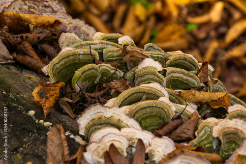 bracket fungus or shelf mushroom