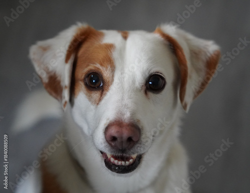 süßer Hund