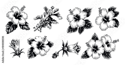 Tropical hibiscus flowers and botanical plant sprigs in a vintage black and white sketch style for floral arrangements and decorative applications.
