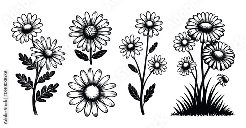 Black and white ink drawings of daisies and leaves on a white background, perfect for graphic resources and decorative accents