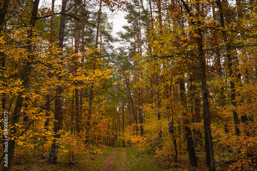 Waldweg