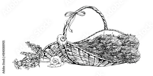 Rustic oval basket of lavender lavandula bundles, bow and garden snails, single flower stalks. Isolated illustration hand drawn in vector ink. Wellness spa gifts, soap or candle sets, bedroom charm