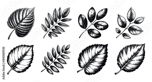 Vintage botanical collection featuring eight distinct leaf engravings rendered in black and white perfect for natural history projects and decorative applications