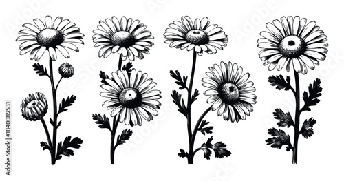 Hand drawn black and white daisy flowers with buds and leaves for natural summer garden or botanical wedding invitations and greeting cards graphic assets