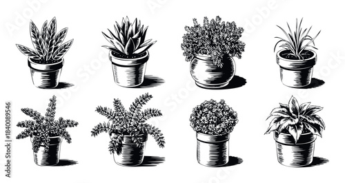 Collection of eight potted houseplants in a linocut style, perfect for home decor inspiration, gardening content, and natural wellness themes