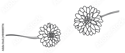 Hand drawn black outline flowers with double stems create elegant and delicate botanical graphics for nature themed projects and decorative uses