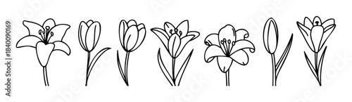 Collection of delicate black line drawings of various lily and tulip flowers and buds in different stages of bloom for spring and floral use