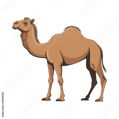 camel isolated on white