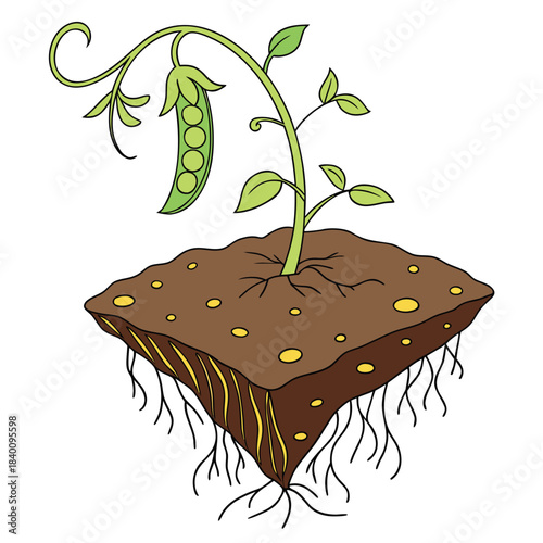 Vector illustration illustration of a pea plant growing from a square crosssection of soil, showing roots, white