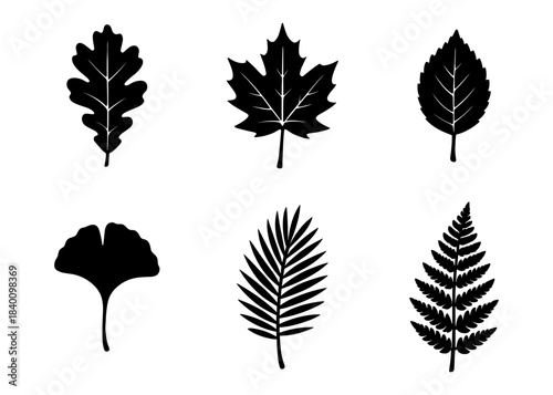Tree leaves silhouette icons set, oak, maple, birch, ginkgo, palm and fern