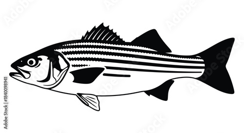 Black and white illustration of a striped bass fish
