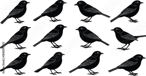 Bird silhouette collection, side profile, wing detail, tail feather, nature icon, flying pose, cad drawing flat vector illustration, black shapes, avian design