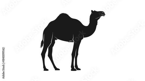 Silhouette of a Dromedary Camel Standing Proudly.