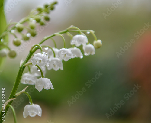 close on bells of pretty bouquet of fresh lily of valley blooming in a garden.