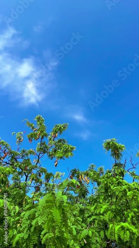 Windblown Green Leaves and Tamarinds of Tamarind Tree on Bright Blue Sky Background with Bird and Insect Flying Compound of a Monastery at Bangkok, Thailand. 08 MAR 2025, A.M./ Real Time Video
