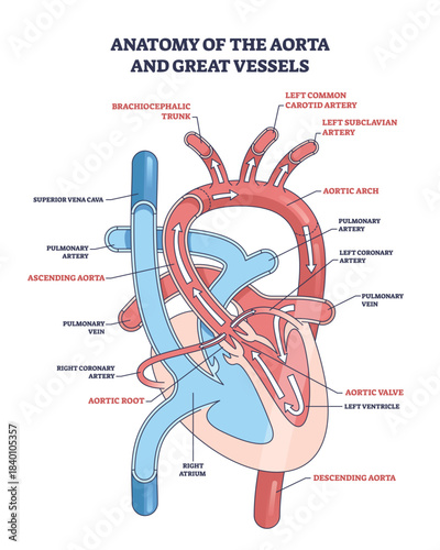 Ascending aorta anatomy showing flow from aortic root to arch and great vessels, key structures, ascending aorta, aortic valve, pulmonary artery. Outline diagram