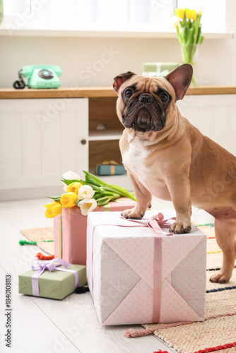 Cute French bulldog with gi...
