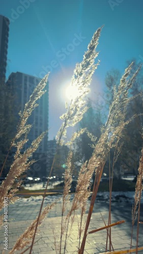 Vertical video. The tips of the yellow grass are gently swaying in the breeze in a city park, against the backdrop of a towering city building. 