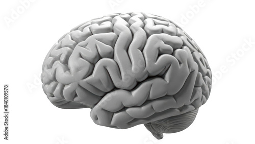 Gray human brain with detailed gyri and sulci on black background gray matter white matter