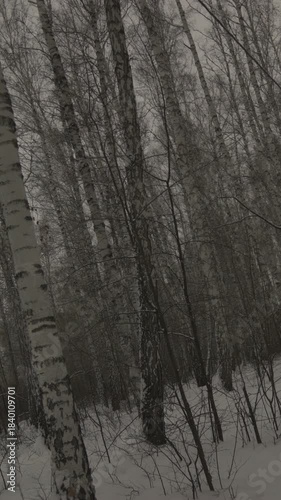Vertical video. Gloomy birch forest in winter. 