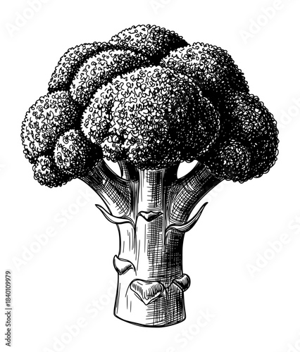 Detailed Broccoli Floret Upright in Vintage Botanical Style. Hand Drawn Ink Illustration with Rich Line Work and Engraving Texture.