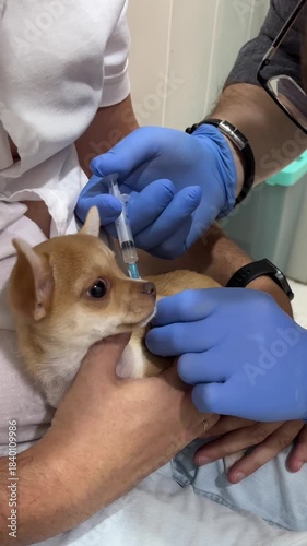Hands of veterinarian giving injection to little puppy in vet clinic. Dog chihuahua treatment in hospital. Vaccination of a pet. Vertical video
