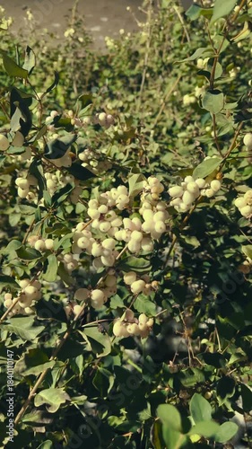 Symphoricarpos albus is flowering plant. Fruits snow-white laevigatus