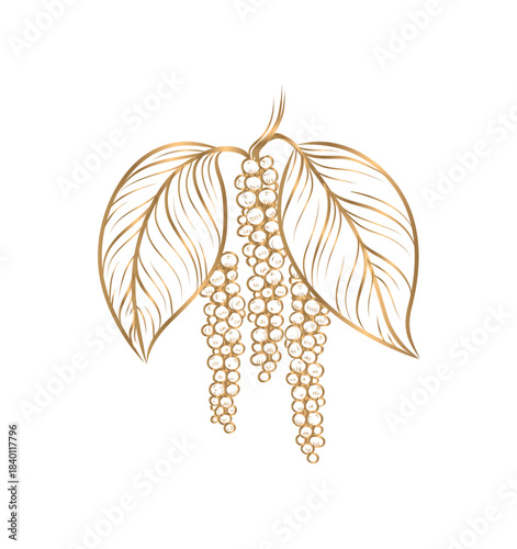 drawing Gold peppercorns. Black pepper seasoning. on white background. Hand drawn vector illustration.