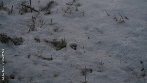 公園の地面に積もり始めた雪