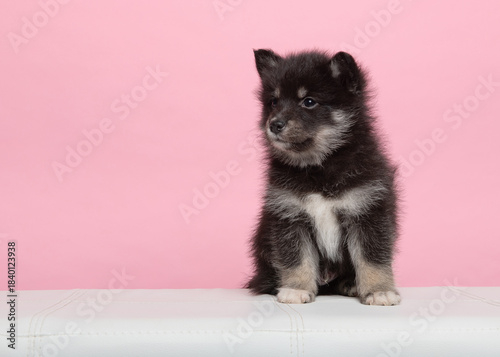 Cute pomsky puppy sitting on a pink background leaning forward with space for copy
