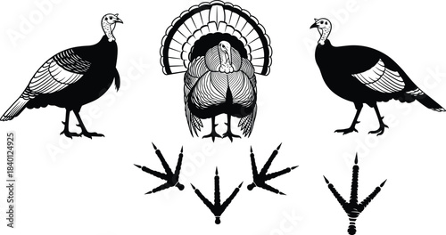 Black and white silhouette illustrations of turkeys and turkey footprints bird fowl