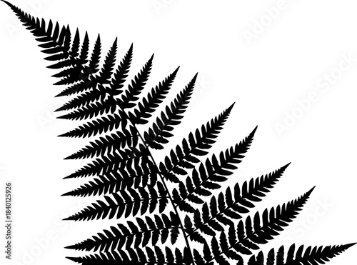 Elegant fern frond silhouette for botanical designs, nature themes, and organic branding, originally a scalable graphic for versatile artistic projects