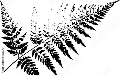 Detailed fern frond illustration evokes nature's beauty and natural serenity, perfect for designs needing an organic, botanical touch for print or digital use